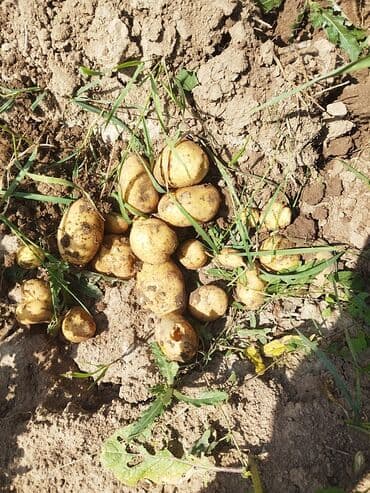 продам дом бишкеке: Здаю и продаю земельный участок 80сотак ниже холодильника южный пост — 1