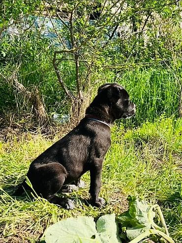 Питбуль, 2 месяца, Самец, С прививкой