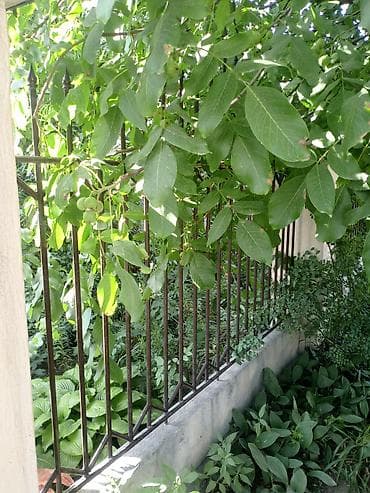 Дома: Продаётся частный дом с участком и зелёным садом. - Двухэтажный дом — 3