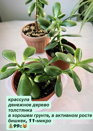 крассула: В продаже комнатные цветы разные см фотки фикусы и тд НАПИШИТЕ — 7
