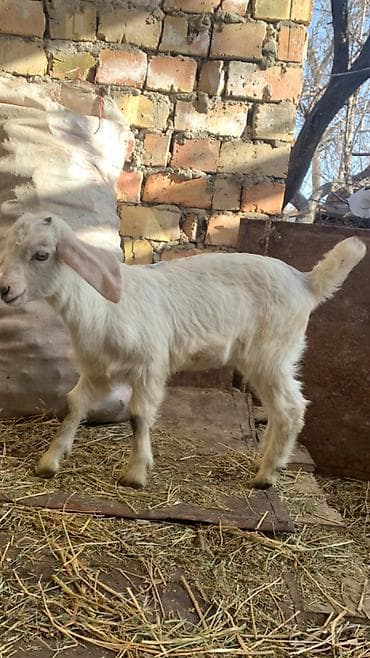 коза молочная купить: Продаю | Козлёнок | Нубийская | Для разведения | Племенные — 2