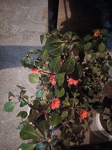 shr bl 1: Комнатное/балконное растение: бальзамин (Impatiens, «Ванька‑мокрый») с — 1