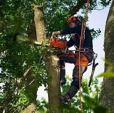 summer cut: Профессиональные услуги по спилу и обрезке деревьев - Высотные работы — 2