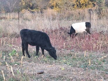 французский бульдог цена: Продаю | Музоо, торпок | Для молока — 3