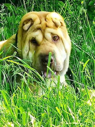 дробилка кду: Пропала собака, порода шарпей. кличка Дори — 4