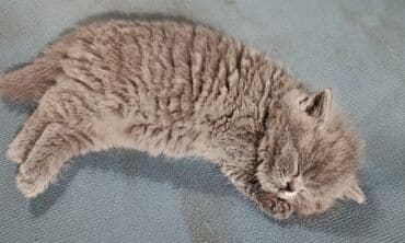 шотландская вислоухая короткошерстная кошка: Британская короткошёрстная, 1 месяц, Девочка, Голубой, Приучена к лотку — 4