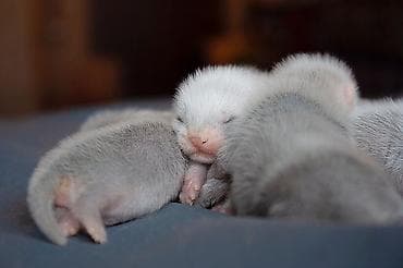 Морские свинки: В продаже очаровательные хорьки Мальчики и девочки Привиты — 6