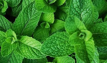 микр: Свежая мята (Mentha) – ароматные пучки для кулинарии и напитков. - — 1