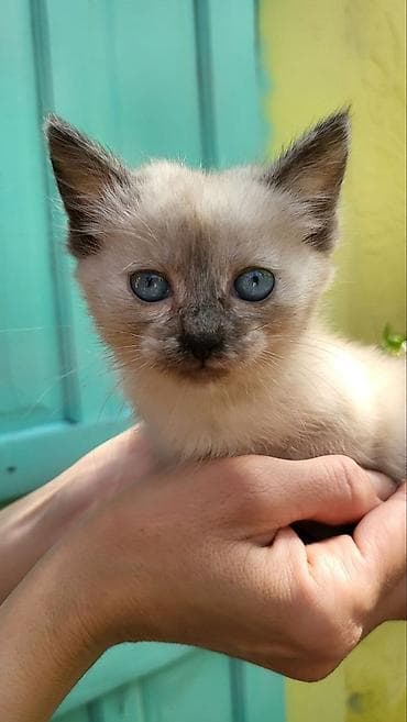 рыжая: Котята (1,5месяца) — 1