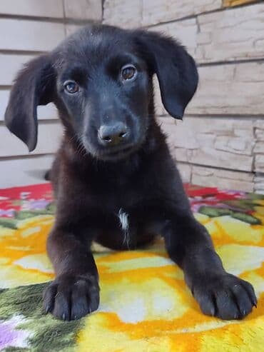 Мальчик ищет дом. Привезём сами. Дважды привит at lalafo.kg Мальчик ищет дом. Привезём сами. Дважды привит