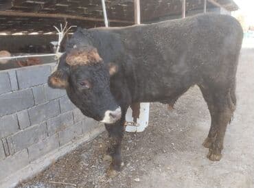 продаю в связи с переездом: Продаю | Бык (самец) | Для разведения | Племенные, Осеменитель — 2