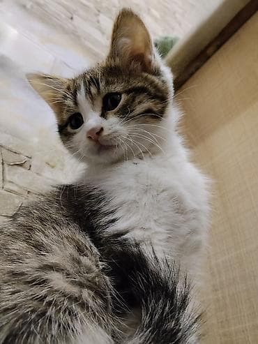 приют котят: Котёнку 2 месяца, к лотку приучен ещё с первого месяца. Кушает корм — 3