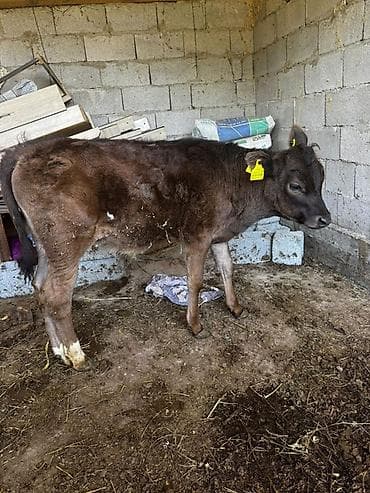 уй сатылат бишкек 2022: Сатам | Музоо | Бордоп семиртүү үчүн — 2