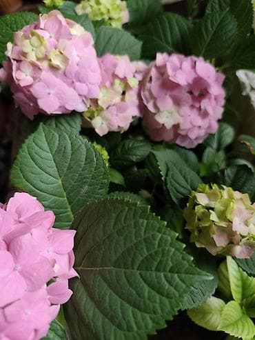 коня: Саженцы — 7