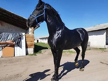 теке козел: Продаю | Конь (самец) | Для разведения | Племенные — 1