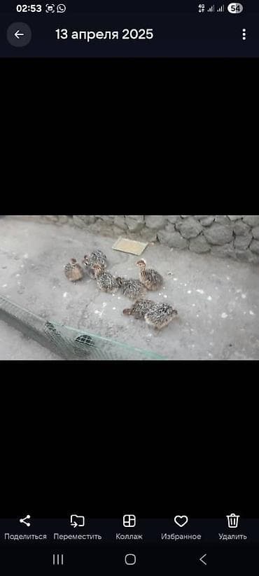 ph down: Страусы эму — молодняк - Вид: эму (Dromaius novaehollandiae) — 2