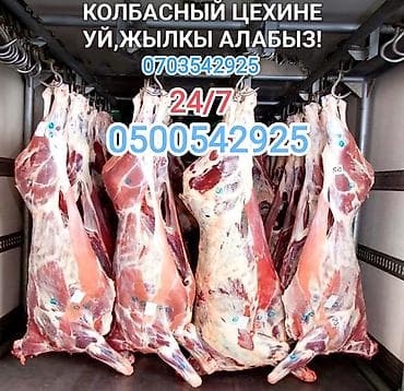 сенаш силос: Куплю | Коровы, быки | Круглосуточно — 1