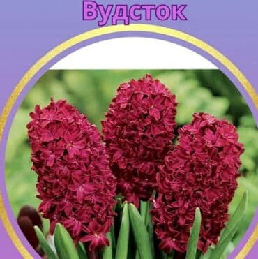 уф печать оборудование: Эхинацея - 250 сом. Эхинацея белая - 350 сом. Флоксы - 300 сом — 8