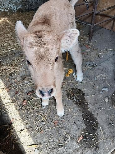 бычки 6 месяцев: Продаю | Музоо, торпок | На откорм | Искусственник — 2