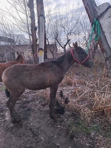 Услуги ветеринара: Эркек тай сатылат 6 айлык чүйский — 3