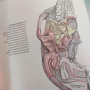 атлас анатомия: Анатомия с иллюстрациями из классической "Анатомии Грея" Кристофер — 3