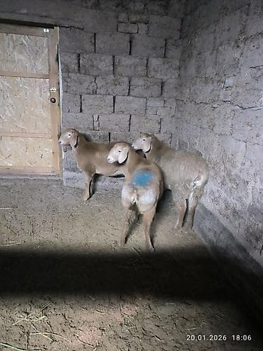 Услуги ветеринара: Продаю | Овца (самка), Ягненок | Арашан | Для разведения | Ярка — 2