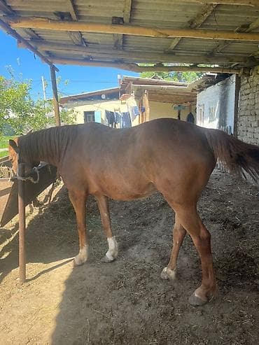 сколько стоит лабубу в кыргызстане: Продаю | Кобыла (самка) | Рабочий — 3