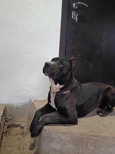 питбуль щенок черный: Вязка: Питбуль, Самец, 2 года, С прививкой, С родословной — 2