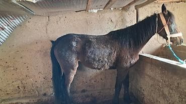 ящик сатылат: Сатам | Бээ (ургаачы) | Көбөйтүү үчүн | Асыл тукумдуу — 4