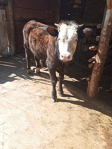 рыбы купить: Продаю | Бык (самец) | На откорм — 5