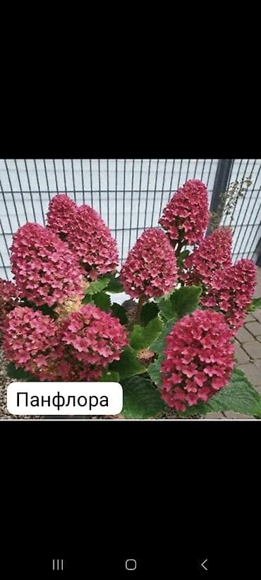 Гортензии: Саженцы — 5