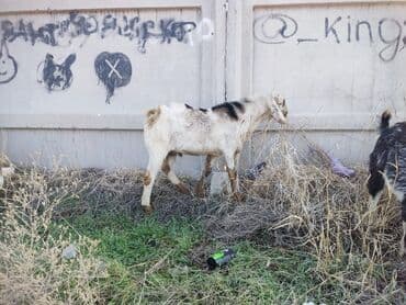 продам козу дойную: Продаю | Козлёнок | Полукровка | Для разведения — 2