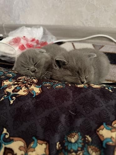 продается кошка: Шотландские котята,(страйт и скотиш фолд) окрас голубой (blue) — 3