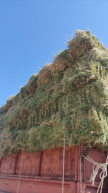 кремация животных бишкек: Продаю второй укос чай чай цена 330 чуть уступлю — 4