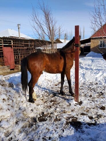 продажа щенков немецкой овчарки с документами в бишкеке: Продаю | Жеребенок | Конный спорт — 2