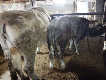 продаю музоо торпок корова самка бык самец айрширская ангус алатауская на забой для разведения на откорм племенные нетель привязанные: Продаю | Корова (самка) | Для молока | Привязанные — 7