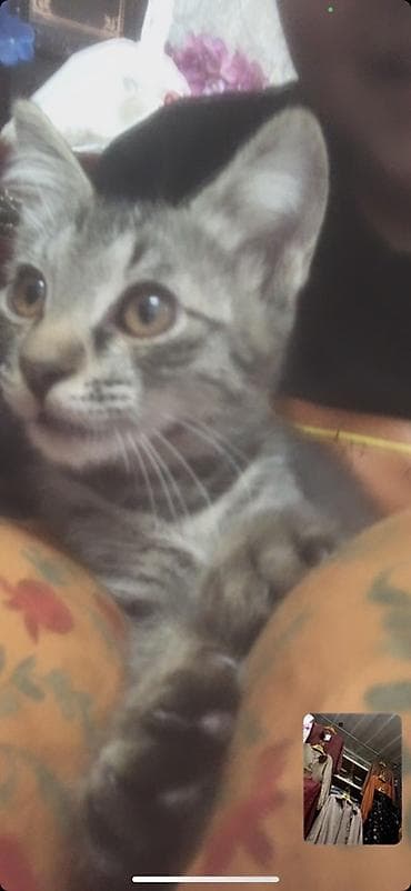 кошки ош: Отдаю котят в один дом! В хорошие руки, на тех кто будет отправлять — 2