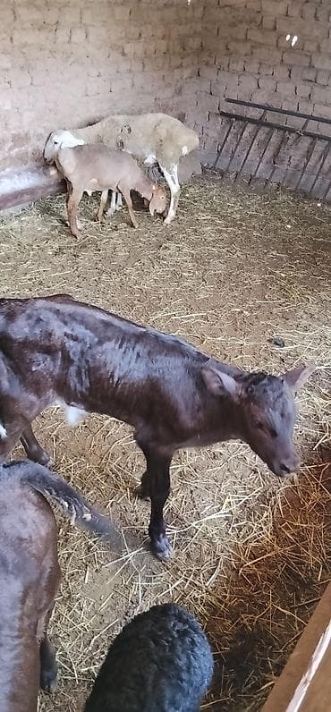 корм для собак бишкек цена: Продаю | Бык (самец) | На откорм — 1