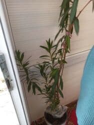 березовая роща: Олеандр — 2