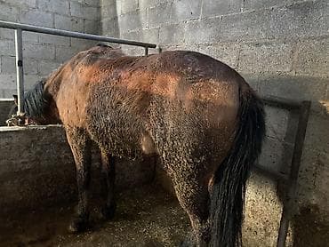 арпа урук сатылат: Сатам | Жылкы (эркек) | Союуга, Жумушка — 4