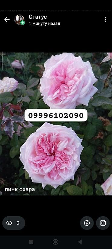 техника для сада: Саженцы цветка: Розы, Платная доставка — 6