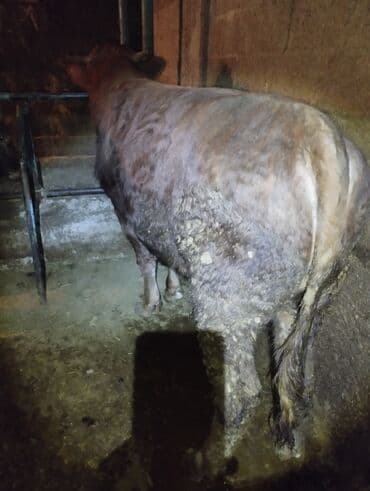 клетка для крысы: Продаю | Бык (самец) | На откорм, На забой, Для разведения | Привязанные — 1