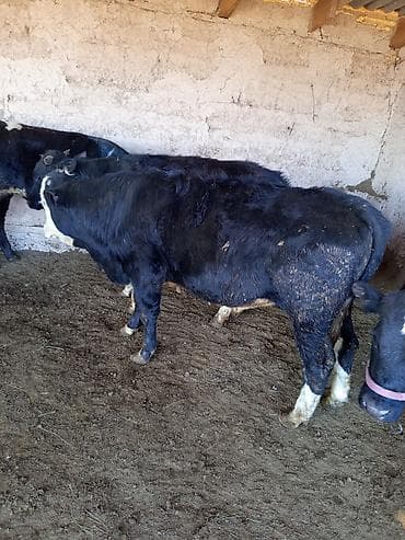 пони конь: Продаю | Бык (самец) | На откорм — 6