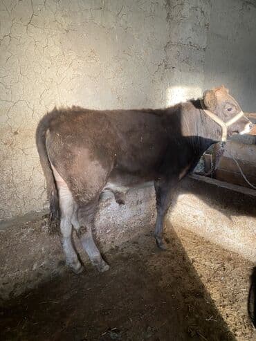 собаку в добрые руки: Продаю | Бык (самец) | Алатауская | На откорм | Привязанные — 8