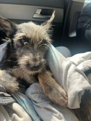 Молодая собачка мелкой/средней породы с жёсткой шерстью (тип терьер)