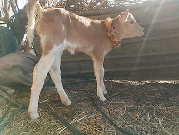 мини пудель цена: Продаю | Тёлка | На откорм | Привязанные — 2