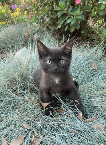 carters для мальчика: Кошка даром: Беспородная, 3 месяца, Мальчик, Приучена к лотку, Проглистована — 2