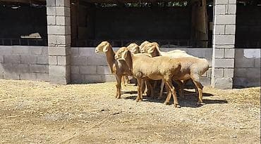 Продаю | Ягненок | Арашан | Для разведения | Племенные at lalafo.kg Продаю | Ягненок | Арашан | Для разведения | Племенные