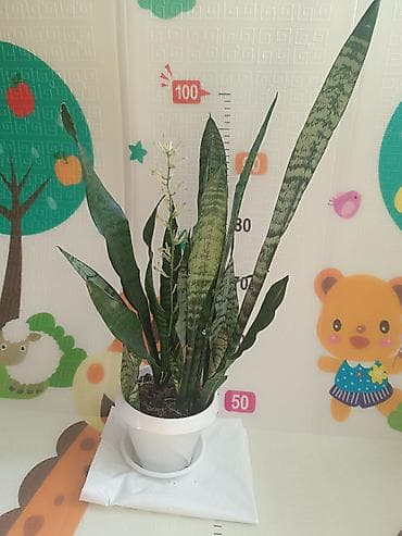 долларовое: Комнатные растения в горшках: 1) Замиокулькас (Zamioculcas — 3