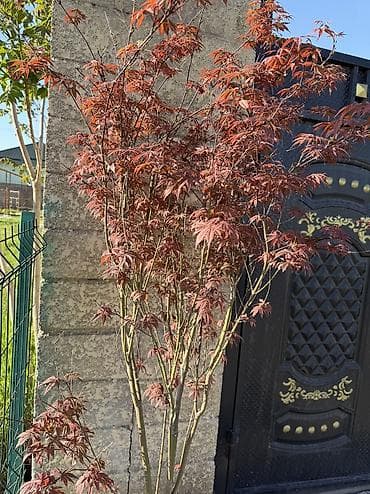 сла: Саженцы — 2